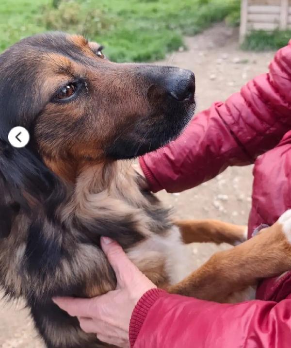 Aron 2anni meraviglioso rimasto solo in box COSENZA Foto 6